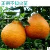 【不知火丑橘苗】基地直發(fā)果園果苗、極甜不知火（50株起批）