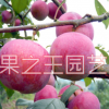 【澳得羅達(dá)李苗】中熟、高糖、黃肉、離核、豐產(chǎn)李子（50株起批）