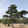 湖南羅漢松20公分造型羅漢松價格