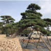 湖南羅漢松,造型羅漢松盆景，羅漢松古樁，20公分羅漢松價格