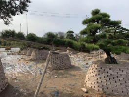 湖南15-20-25-30公分桂花價格及移栽衰弱復壯措施