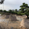 湖南15-20-25-30公分桂花價格及移栽衰弱復壯措施