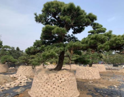 湖南造型榆樹，20公分榆樹造型價格哪家優惠？瀏陽榆樹樁哪里多