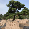 湖南造型榆樹，20公分榆樹造型價格哪家優惠？瀏陽榆樹樁哪里多