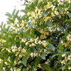 桂花樹