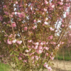 櫻花樹