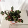 云南多肉植物銷售/昆明鮮花商城sell/五華多肉植物