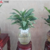 盤龍水泡植物哪里有賣/昆明鮮花商城sell/五華水泡植物