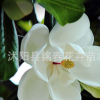 廣玉蘭花木庭院種植觀賞氣味芳香美化環境室內盆栽規格齊全廣玉蘭