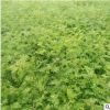 基地批發 紫穗槐護坡植物防沙紫穗槐苗 護坡紫穗槐樹苗紫穗槐小苗
