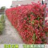 高桿石楠