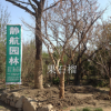 出售胸徑30公分大黃杏樹，品種好，包種包活