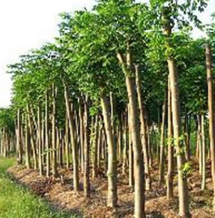 欒樹(shù)