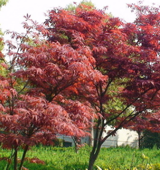 紅楓