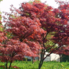 紅楓
