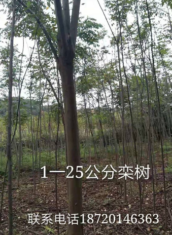 欒樹1-25公分