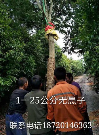 無患子1-25公分