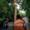 無患子1-25公分
