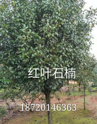 紅葉石楠