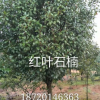 紅葉石楠