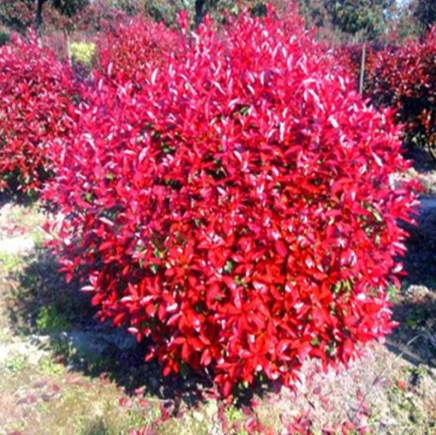 紅葉石楠球基地 圣凡苗圃 小苗存活率高 歡迎前來咨詢