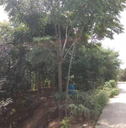 欒樹價格 圣凡苗圃基地 江蘇苗圃基地 小苗樹形飽滿