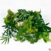 單株觀葉植物微景觀植物水陸缸雨林缸盆栽辦公室綠植室內蕨類水培