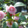 便宜出售 茶花苗木 優(yōu)質(zhì)優(yōu)