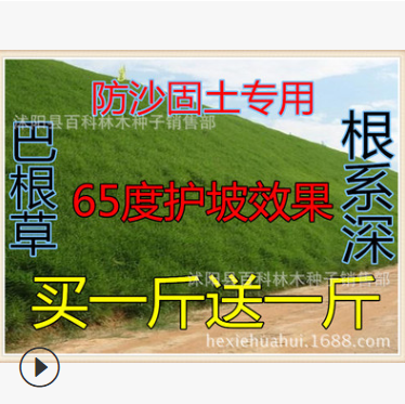批發供應：護坡草 狗牙根草坪 四季青耐踐踏早熟禾百慕大巴根草