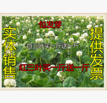 批發紅三葉草 白三葉草 三葉草 白三葉 酢漿草波斯菊野花組合