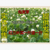 批發紅三葉草 白三葉草 三葉草 白三葉 酢漿草波斯菊野花組合
