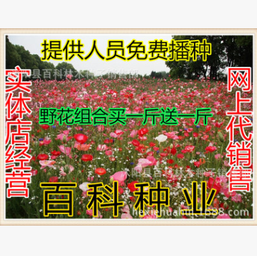 野花組合 矮桿組合 草花菊花 波斯菊 百日草 四季花草耐寒