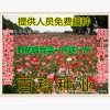 野花組合 矮桿組合 草花菊花 波斯菊 百日草 四季花草耐寒