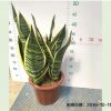 虎皮蘭230# 20裝 1箱箱自然園