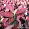粗肋草吉利紅90# 40盆箱雷明
