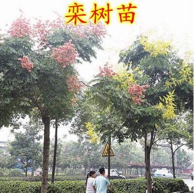 欒樹
