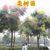 欒樹