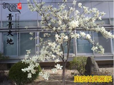 廣玉蘭