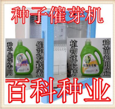 紅豆杉種子 南方紅豆杉種子 有芽 沙藏紅豆杉