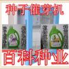 紅豆杉種子 南方紅豆杉種子 有芽 沙藏紅豆杉