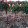 基地批發多色樹狀月季 薔薇月季花批發 嫁接樹樁月季小苗庭院觀花