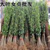 大葉女貞