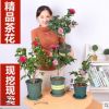 山茶花樹苗盆栽帶花苞