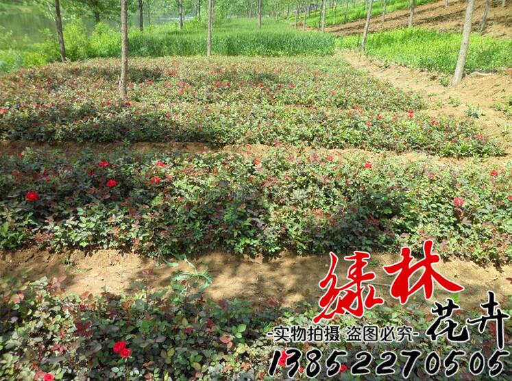 月季小苗、薔薇小苗、紅帽月季小苗、豐花月季小苗