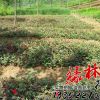 月季小苗、薔薇小苗、紅帽月季小苗、豐花月季小苗