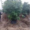 自家基地供應綠化苗木洋蒲桃 自家苗場種植洋蒲桃 叢生洋蒲桃