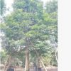 基地供應秋楓樹苗樹種 秋楓綠化苗木工程供應 園林工程綠化苗木