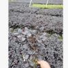 紅花繼木苗籬笆苗庭院綠化苗 四季常青彩色樹苗 工程綠化大量