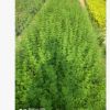 福建廠家直銷批發供應迎春花地被袋苗 花壇園林綠籬景觀工程綠植