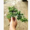 基地精品微型景觀植物 懸崖福建茶 室內(nèi)造型盆栽辦公室桌盆景花卉